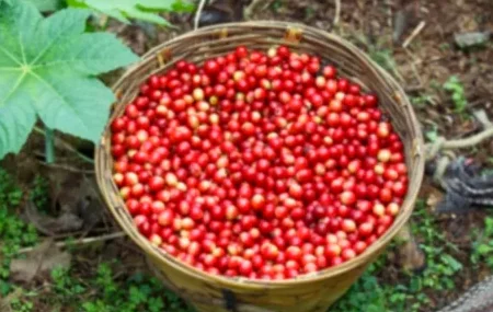 두툼한 한국식 흑돼지 고기가 불판 위에서 노릇하게 구워지고 있는 클로즈업 샷